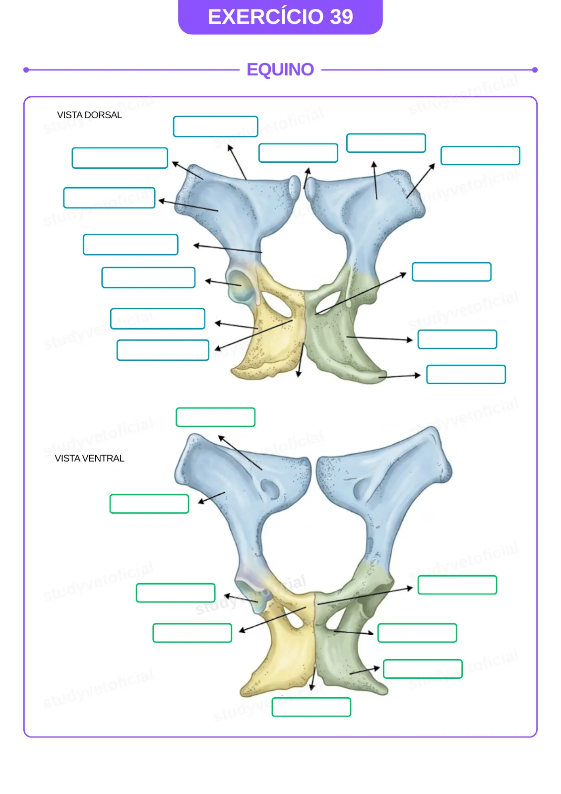 EXERCICIO-39-colorido.webp